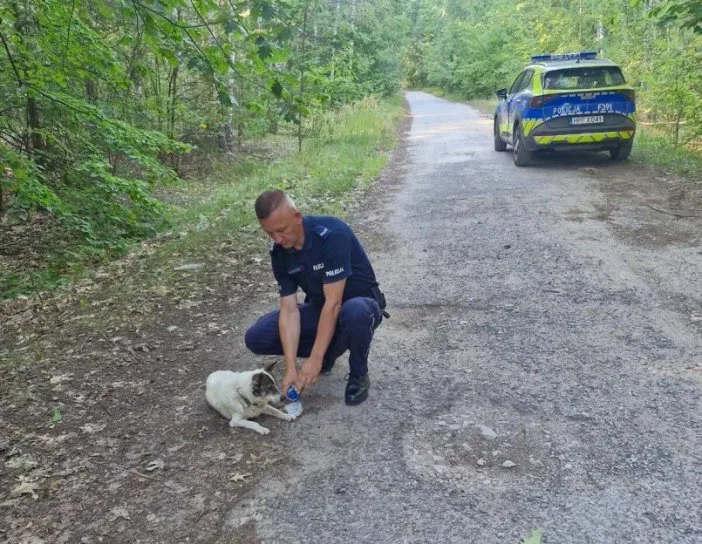 Policjanci uratowali wycieńczonego psa dzięki szybkiej reakcji świadka