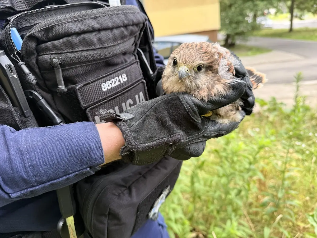 Policjanci w Łodzi uratowali pisklę pustułki